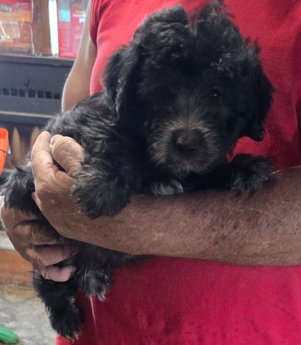 Toy Aussiedoodles