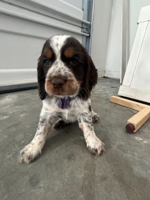 AKC English Springer Spaniels 