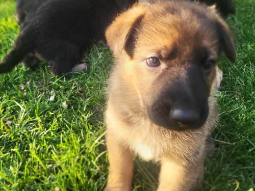 🐾 Purebred German Shepherd Puppies – Mid June