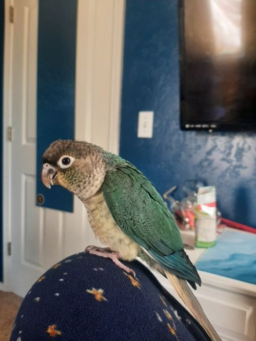 Yellow Double-sided Green Cheeked Conure