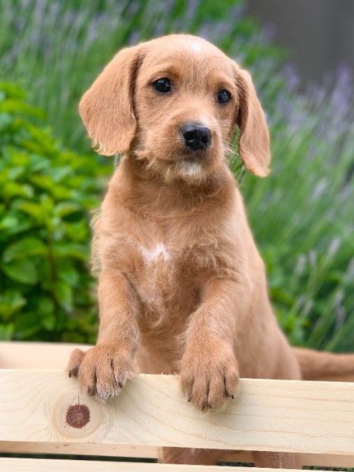 Adorable Mini Labradoodle Puppies - Price Reduced