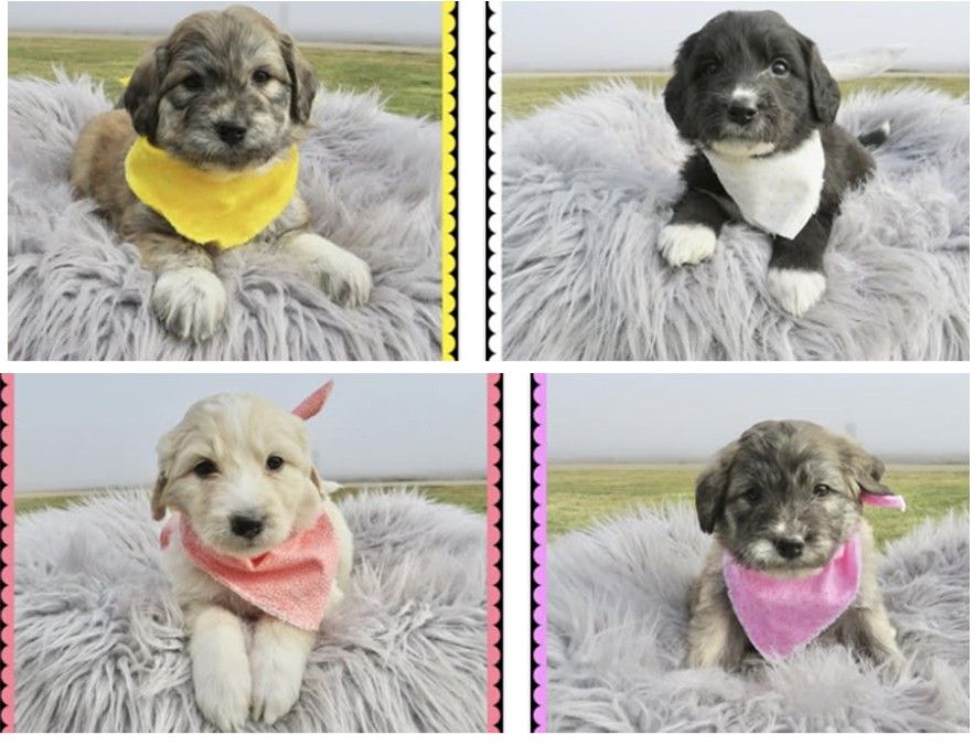 4 of 12 of his puppies with a Great Pyranese. 