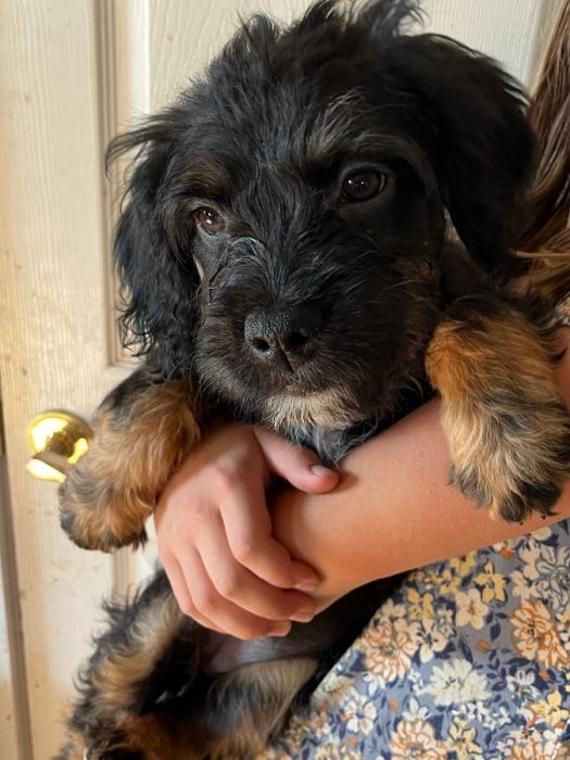 Froodle *french bulldog poodle