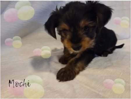 Mochi, a dog known as "The Quiet One"