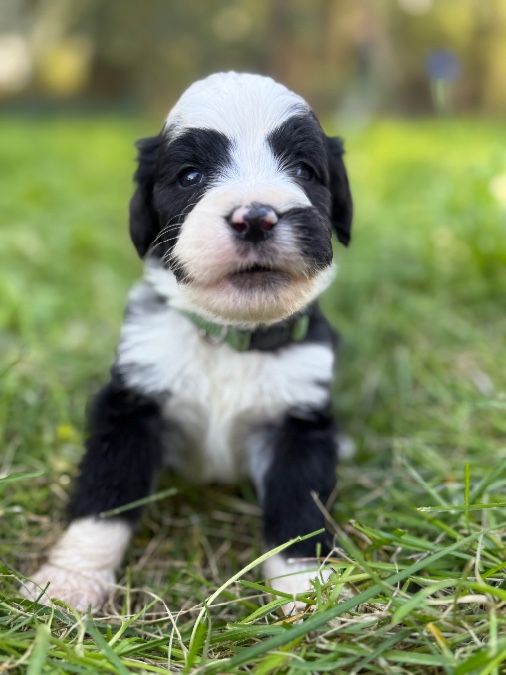 Bernedoodle puppies 