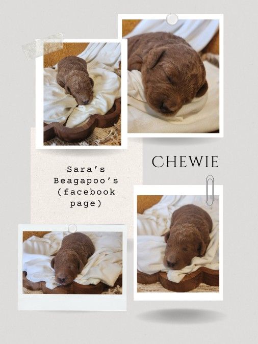 Minature poodle / Beagle Puppies