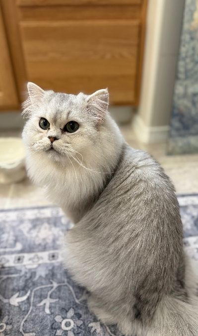Scottish Fold Long Hair