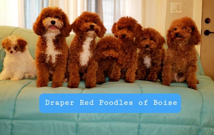 Draper Red Poodles