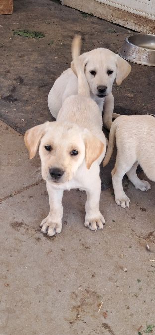 Akc yellow labs 1/2 price