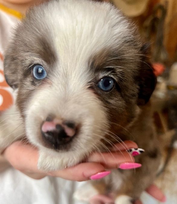 Toy Australian Shepherd puppies 