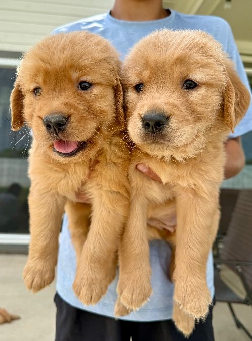 AKC Red Golden Retriever Puppies