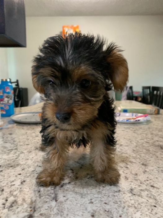 Male Yorkie puppies 