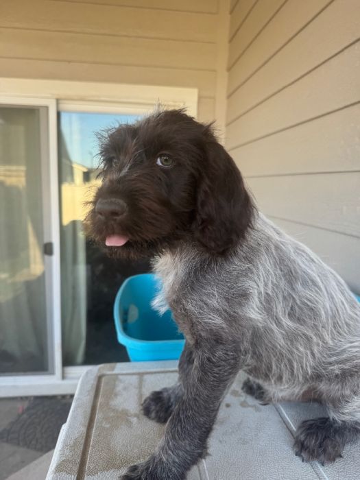 Wirehaired Pointing Griffon 1 Male 1 Female
