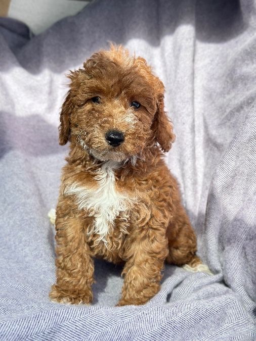 Akc,Ckc registered Mini-medium poodle puppies