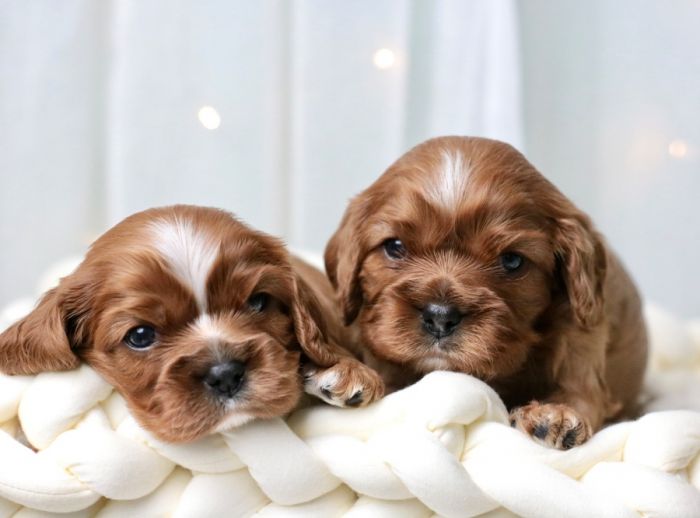 FREE Purebred Cavalier King Charles Spaniel Pup