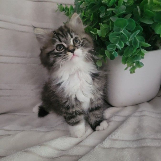 Persian kittens 