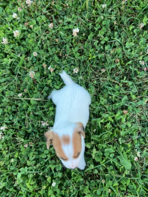 Rambo
