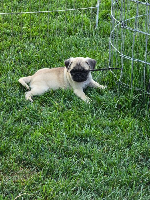 Pug puppies