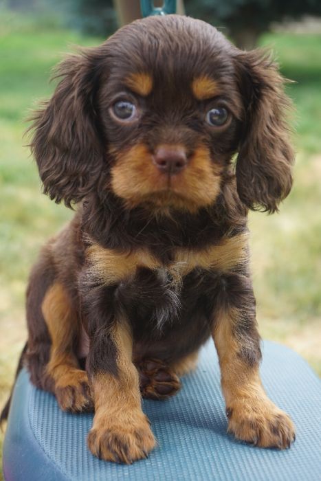 AKC Cavalier Puppies