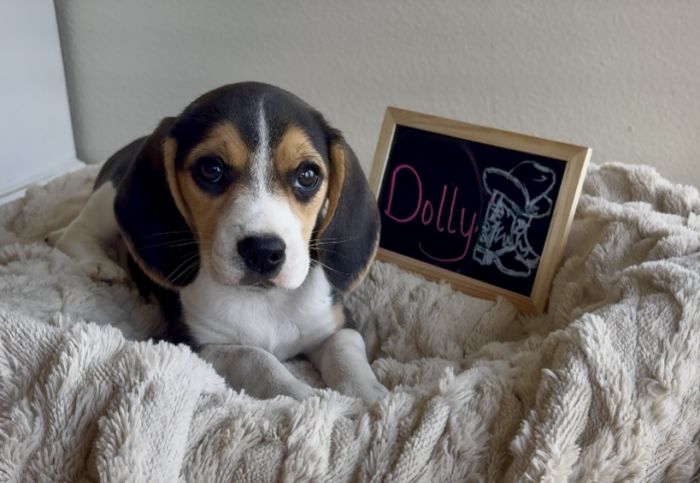 Beagle puppies AKC
