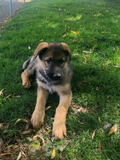 German Shepherd Puppies – 9 Weeks Old 