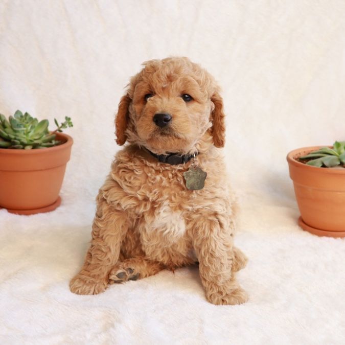 Goldendoodle puppies mini