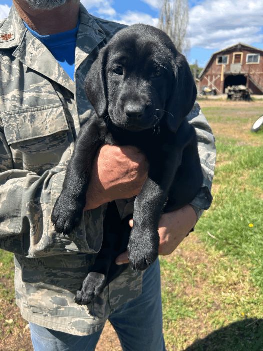 AKC Registered Black Labrador Pups