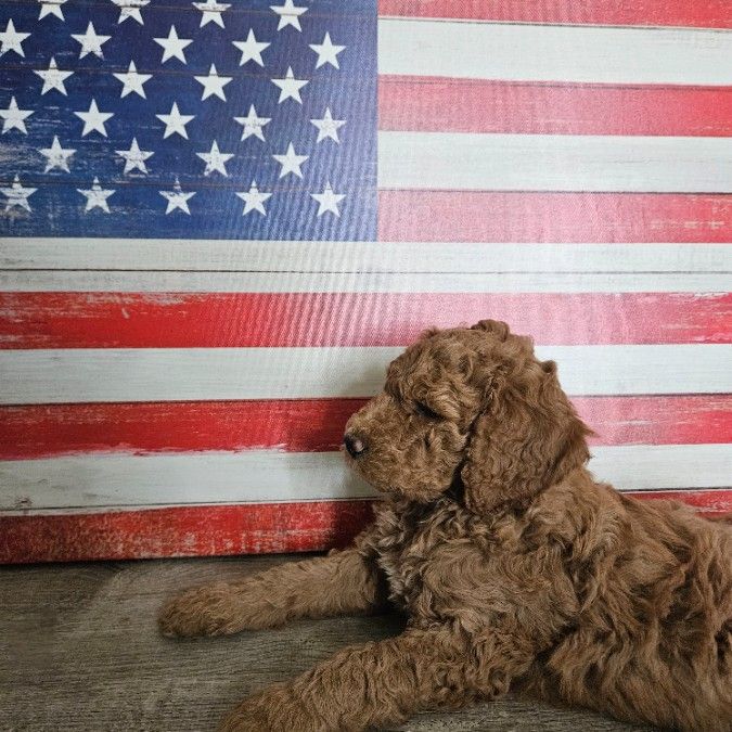 F1B Golden Doodles