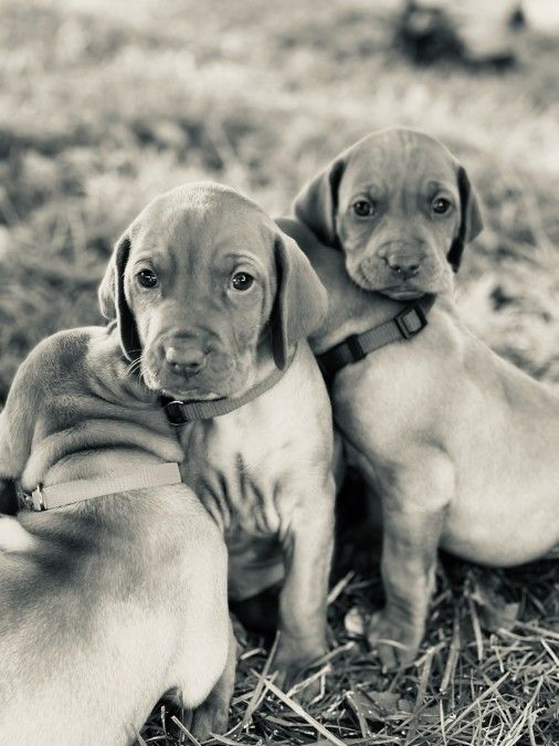 Vizsla Puppies