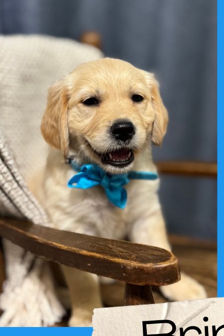 AKC/OFA Golden Retriever puppies