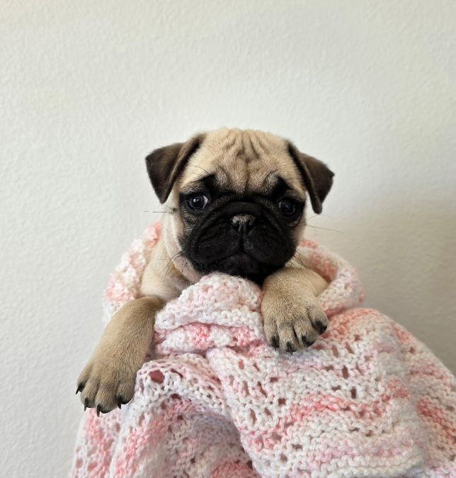 pug puppies 