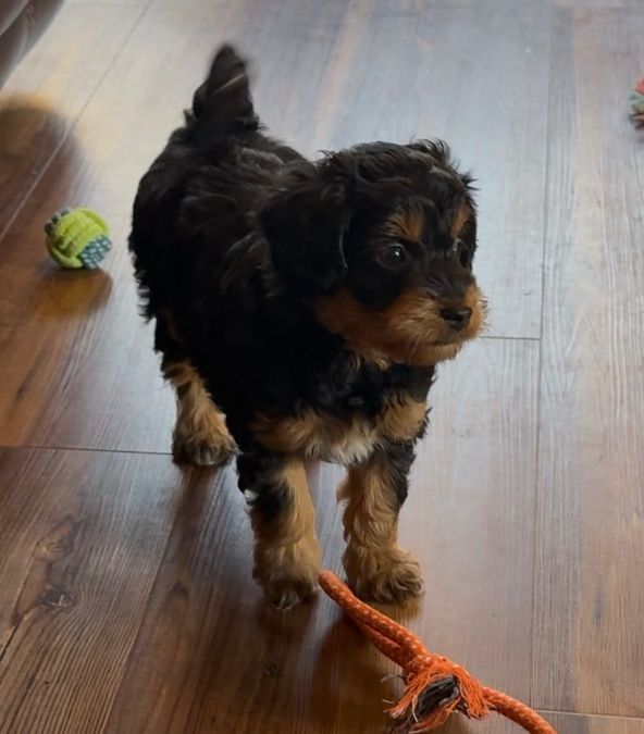 Miniature F1 Aussiedoodles