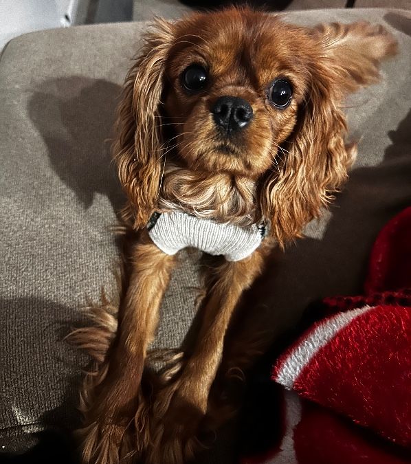 1.5 year old male cavalier King Charles spaniel 