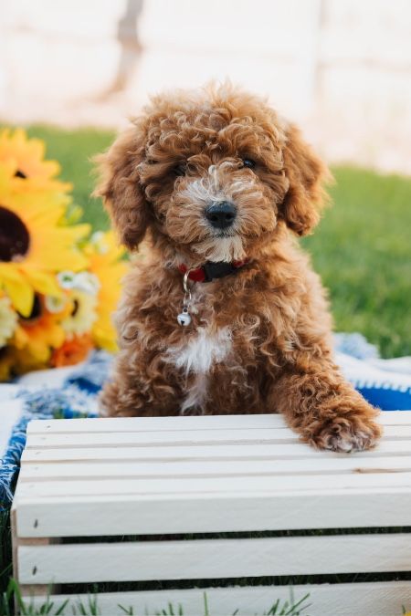Sweet Cavapoo Puppies – Vaccinated &amp; Socialized