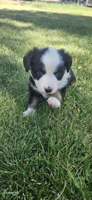 Toy Australian Shepherds ASDR