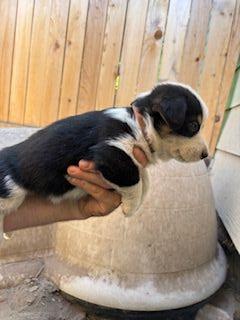 Cowboy Corgi Puppies