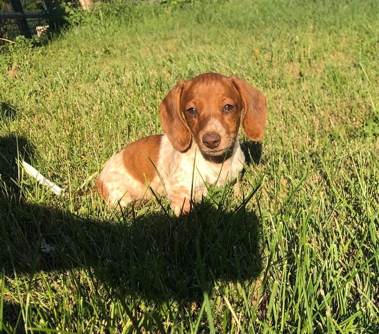 Red & White Piebald Female 