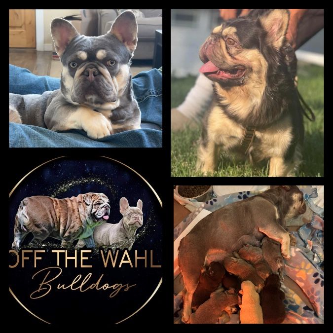 AKC French Bulldog Puppies