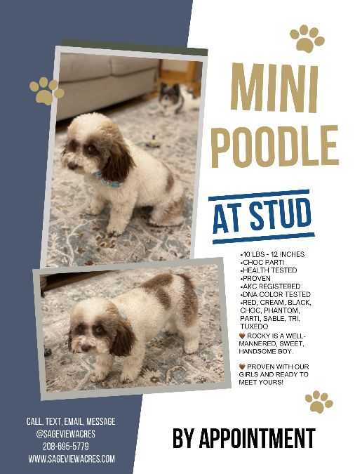 10 lbs - Mini Poodle Stud - ROCKY