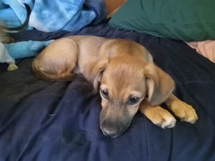 Jack Russell and Chihuahua and Dachshund puppies