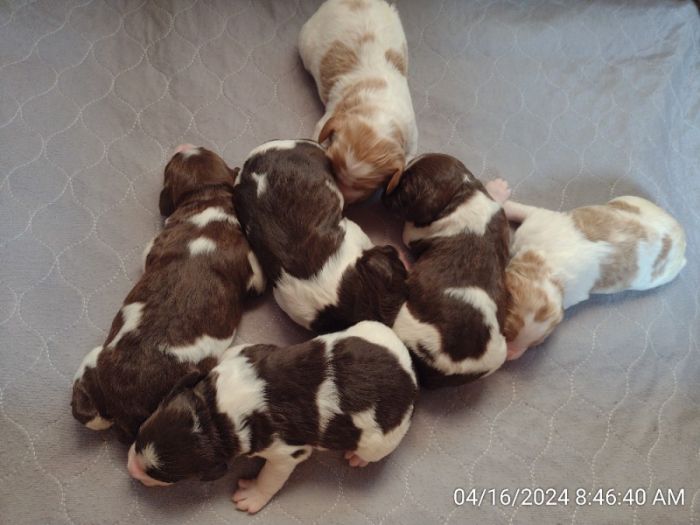 Male American Brittany Pups