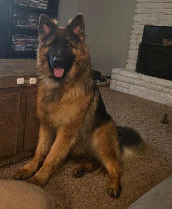 German Shepherd