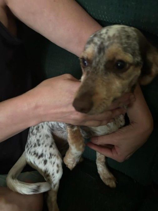 5 mon. Jack Russell and Dachshund and Chihuahua mi