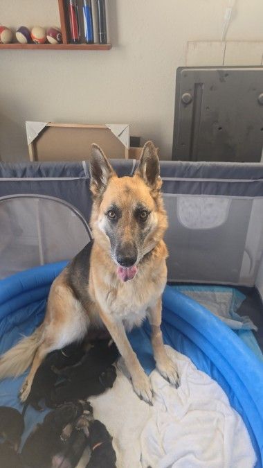 German Shephard Puppies 