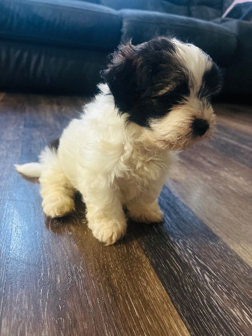 Shih tzu mix with yorkie 