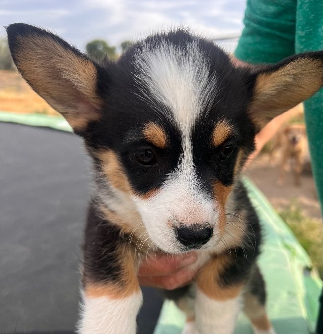 Corgi Puppies!