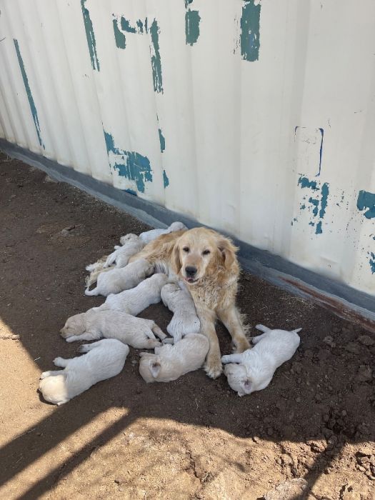 Light Golden Retrievers