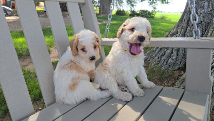 Mini Bernedoodles 