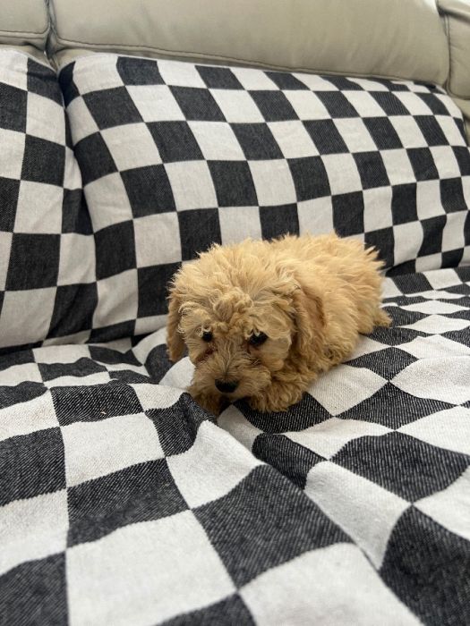 Mini golden doodle 