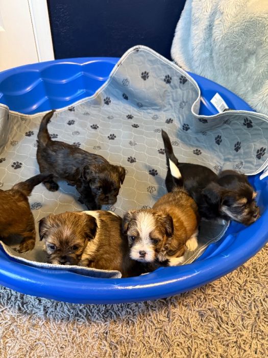 Shorkie puppies - Shih Tzu Yorkie